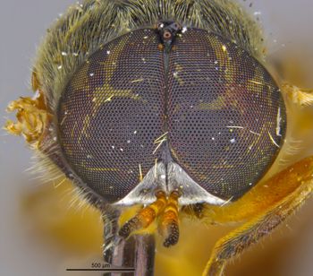 Media type: image;   Entomology 32553 Aspect: head frontal view
